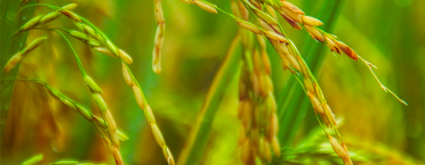 rice closeup