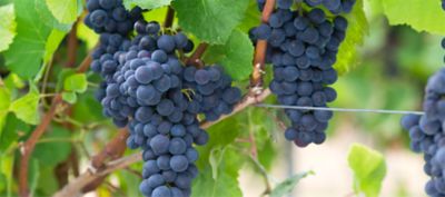 vineyard grapes closeup