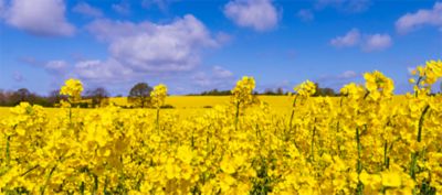 oilseed rape field with blue sky