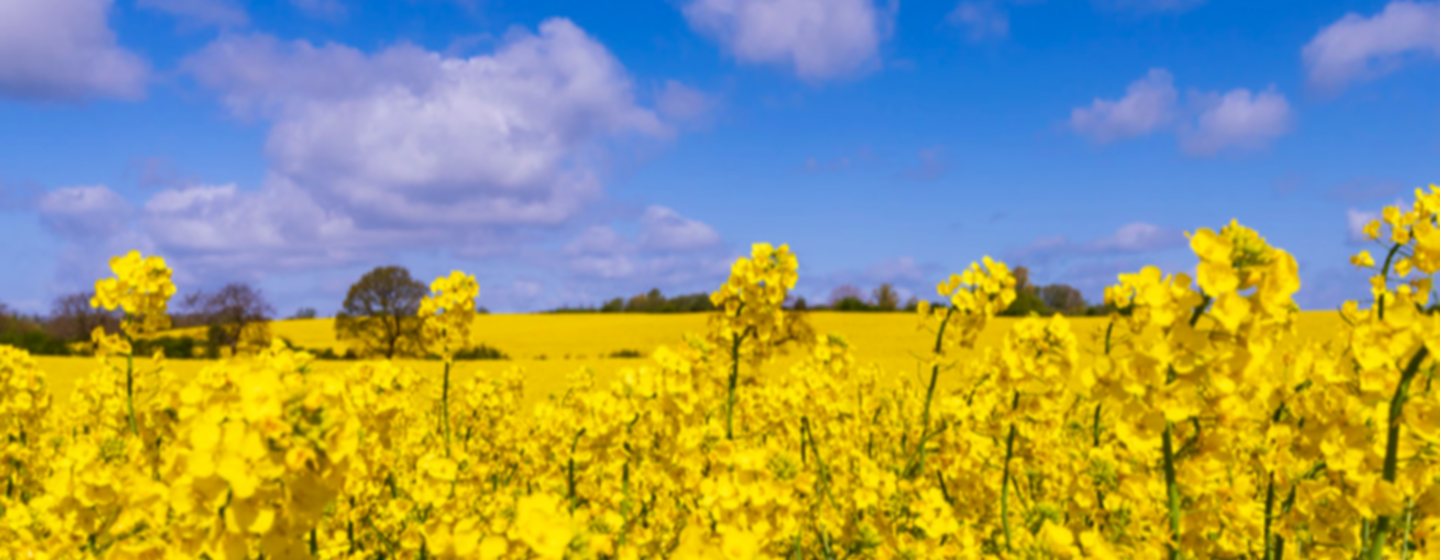 oilseed rape 
