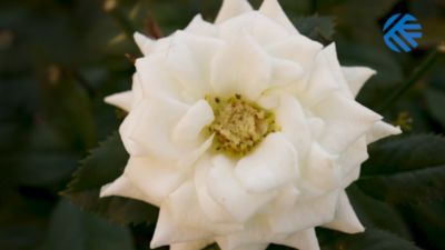 Exalt in de grondgebonden teelt