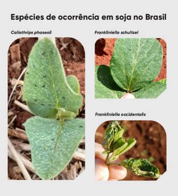 Exalt_tripes_especies_de_ocorrencia