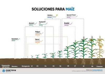 cronograma maiz