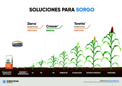Fenología Sorgo México