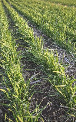 Arylex Herbicides Comparison Table_Desktop