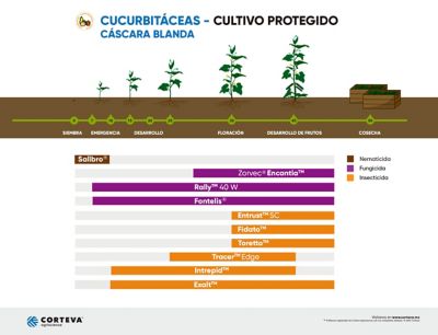 Fenología Cucurbitáceas Cáscara Blanda México Corteva Agriscience