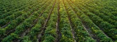 Finding Future Farmers