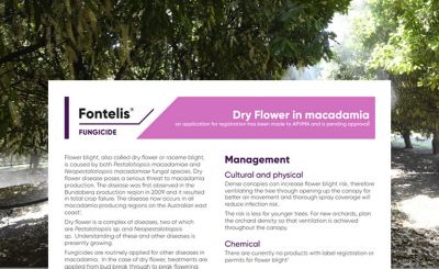 Fontelis - Dry flower in Macadamia