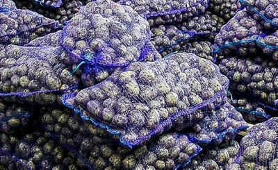 purple mesh bags of items