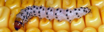 southwestern corn borer