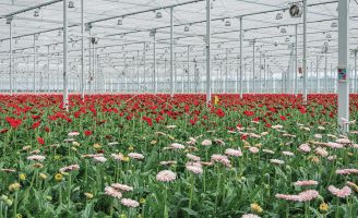 Gerbera