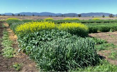 Graminicide Early Timing, Breeza 2021