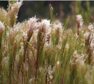 Gramínea Rabo de zorro