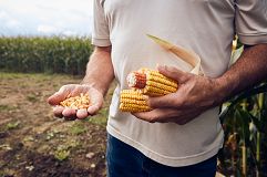 GranularNY_1622_241_160