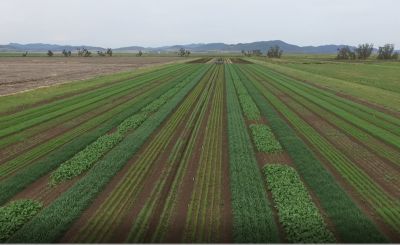 Grazon Extra Plantback Trial, Breeza 2021