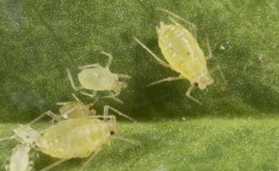 Green peach aphids