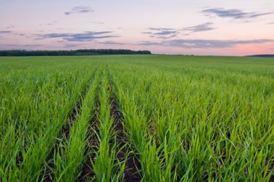 Kropla po kropli: zapewnienie trwałej ochrony przed chorobami grzybowymi