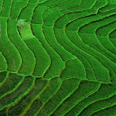 Green-Rice-Field-Texture