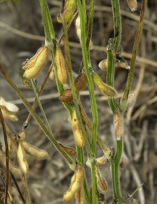 Soybean plants showing symptoms of green stem syndrome.