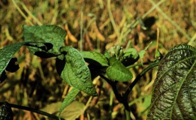 Crinkled, curled leaves - may indicate a viral disease such as bean pod mottle or soybean mosaic