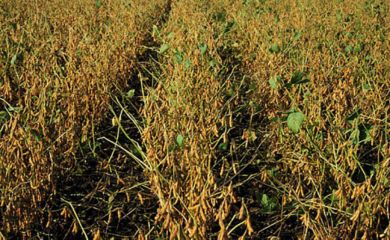 Field view of soybeans with green stem syndrome.