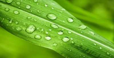 Green_leaves_3