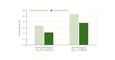 Halbzwerghybriden vs Normalstrohhybriden N-Effizienz
