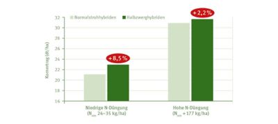 Halbzwerghybriden vs Normalstrohhybriden Kornertrag