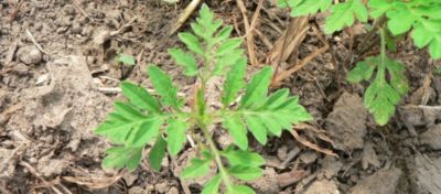 Hero Image NewsReales desktop ragweed