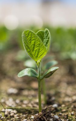 Sustaining Hawai‘i Agriculture