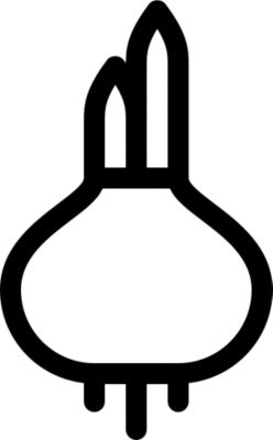Bulbes d'ornement