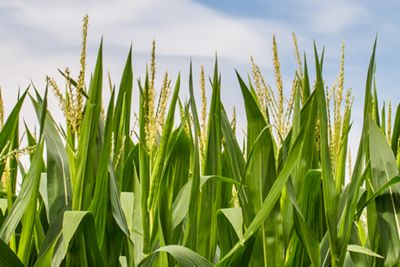 Campo de maíz (Especificar tamaño de la imágen)