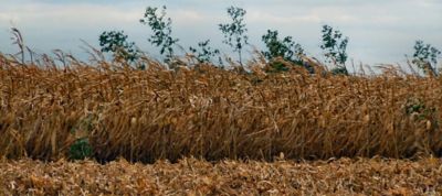 Giant Ragweed in corn field during harvest