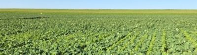 Profiter d’un désherbage tardif pour gérer les plantes compagnes