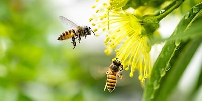 Pesticide Product Development That Keeps Pollinators in Mind