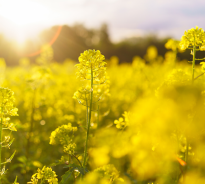 canola field beauty shot