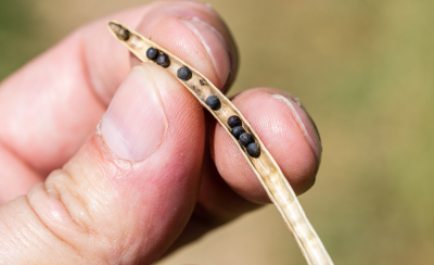 seeds in a canola pod