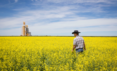 man walking in a canola field
