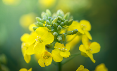 close up of a canola flower
