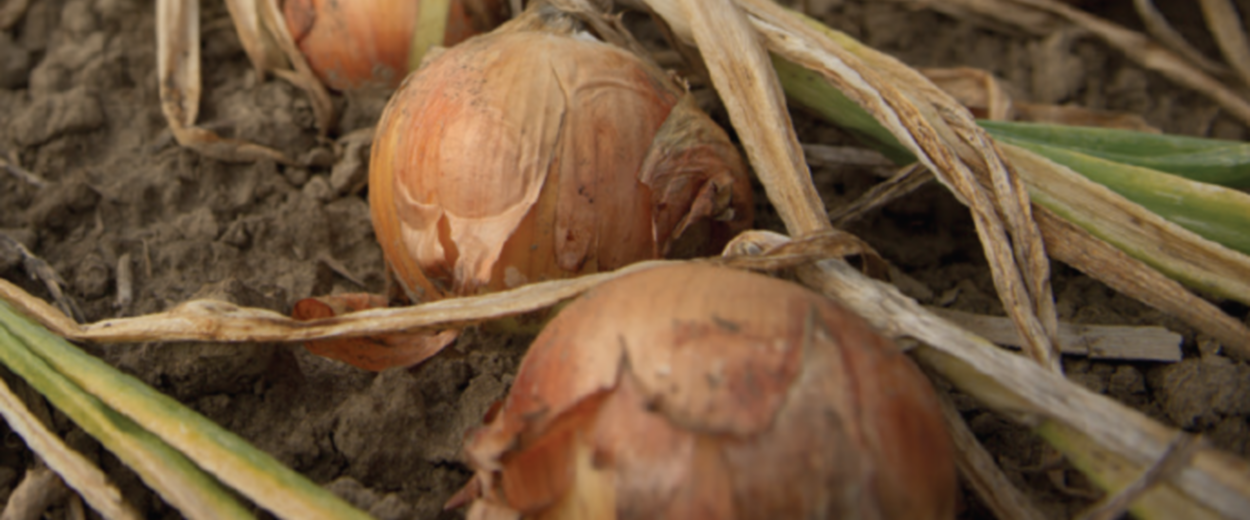 Onions 