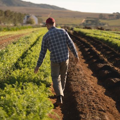 Man walking through a crop row