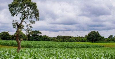 lone tree amid grassland