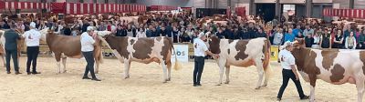 Montbéliard Prestige 2025 : la vache rouge en majesté à Besançon