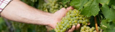 Vendanges 2025 : une précocité exceptionnelle pour un millésime prometteur