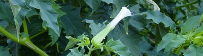 Comment empêcher le datura de coloniser les champs ?