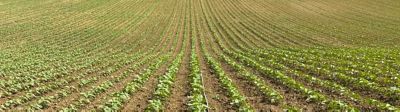 Tournesol : les premières levées sont là, place aux observations au champ 