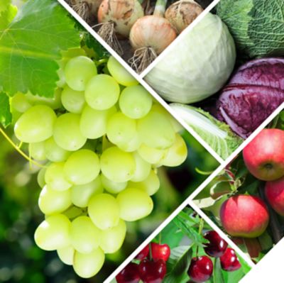 Sonderkulturbroschüre 2026