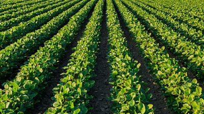 soybean field