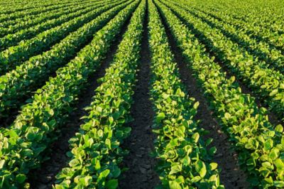 Soybean field