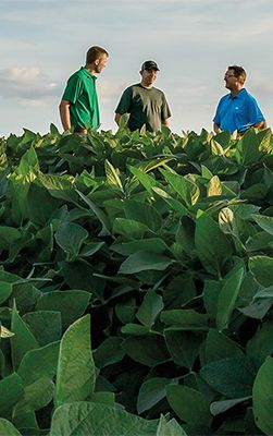 Photo - Growers in soybean field